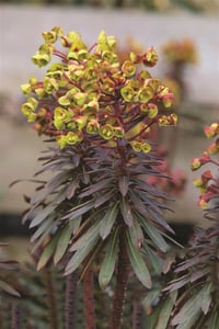 Euphorbia char. Blackbird Siyah Akdeniz Sütleğen 