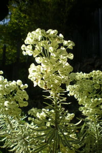Euphorbia char. Tasmanian Tiger Alacalı Akdeniz Sütleğen