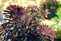 Euphorbia characias Miners Merlot Akdeniz sütleğeni fidanı
