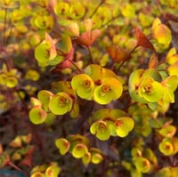 Euphorbia characias Miners Merlot Akdeniz sütleğeni fidanı