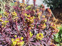 Euphorbia characias Miners Merlot Akdeniz sütleğeni fidanı