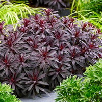 Euphorbia characias Miners Merlot Akdeniz sütleğeni fidanı