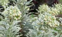 Euphorbia characias Silver Gümüş Yapraklı Akdeniz Sütleğen Fidanı