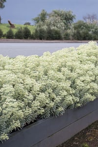 Euphorbia characias Silver Gümüş Yapraklı Akdeniz Sütleğen Fidanı