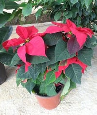 Euphorbia pulcherrima Ponsetya Atatürk Çiçeği