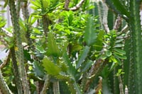 Euphorbia sp. Dörtgen sütleğen fidanı