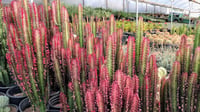 Euphorbia trigonum rubra kırmızı üçgen öforbiya Akdeniz Sütleğen fidanı