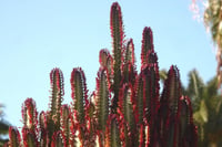 Euphorbia trigonum rubra kırmızı üçgen öforbiya Akdeniz Sütleğen fidanı
