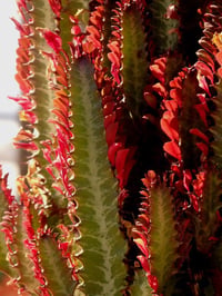 Euphorbia trigonum rubra kırmızı üçgen öforbiya Akdeniz Sütleğen fidanı