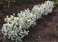 Exochorda macrantha inci çalısı fidanı