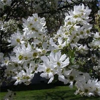 Exochorda serratifolia Snow white inci çalısı fidanı