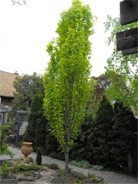 Fagus sylvatica Dawyck Piramit Kayın fidanı