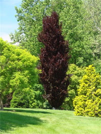 Fagus sylvatica Dawyck purple Kırmızı yapraklı kayın fidanı