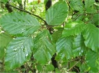 Fagus sylvatica Kayın fidanı