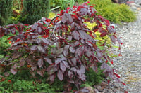 Fagus sylvatica Tortuosa purpurea Kayın fidanı