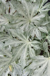 Fatsia japonica Aralya fidanı Spiders Web