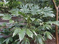 Fatsia japonica Variegata ARTICJUNGLE