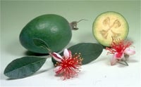 Feijoa sellowiana Feyjoa Kaymak Ağacı fidanılı