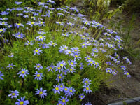 Felicia amelloides Felicitara Blue mavi felisia