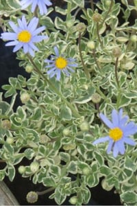 Felicia amelloides variegata Blue Alaca Yapraklı mavi felisia