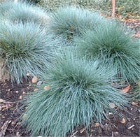 Festuca Blue Select mavi çim yumağı fidesi