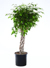 Ficus benjamina 'Daniella' Benjamin Ağacı fidanı