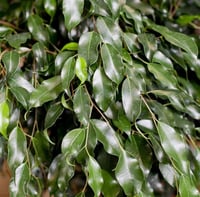 Ficus benjamina 'Daniella' Benjamin Ağacı fidanı