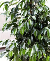 Ficus benjamina Yeşil Yapraklı Benjamin Ağacı fidanı