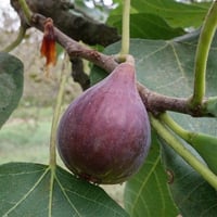 Ficus carica Patlıcan İnciri fidanı
