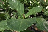 Ficus lyrata bambino Keman Yapraklı Kauçuk Çiçeği