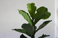 Ficus lyrata bambino Keman Yapraklı Kauçuk Çiçeği