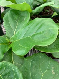 Ficus lyrata bambino Keman Yapraklı Kauçuk Çiçeği