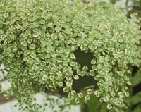 Ficus repens variegata Alacalı Yayılıcı Bodur Kauçuk