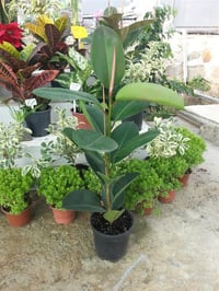 Ficus robusta Kauçuk Ağacı fidanı