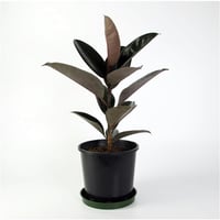 Ficus robusta Kauçuk Ağacı fidanı