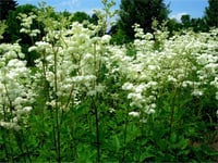Filipendula alba Çayır Kraliçesi fidesi