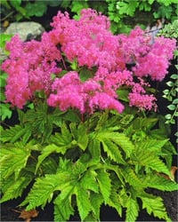 Filipendula purpurea purple Pembe Çayır Kraliçesi fidesi