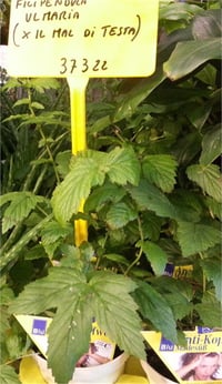 Filipendula ulmaria Tıbbi keçisakalı fidesi