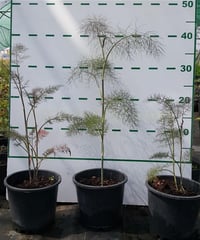 Foeniculum vulgare Purpureum Kızıl Rezene fidesi