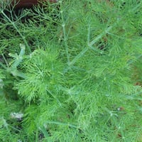 Foeniculum vulgare Yeşil Rezene fidesi