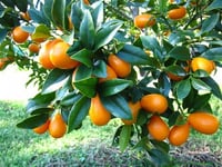 Fortunella margarita KAMKAT Kumkat Kumquat Kumkuat fidanı