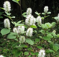 Fothergilla major Cadı Kızılağaç fidanı