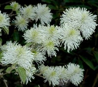 Fothergilla major Cadı Kızılağaç fidanı