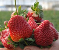 Fragaria x ananassa Camarosa çilek fidesi