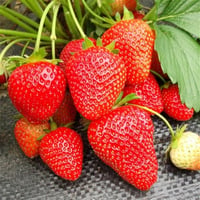 Fragaria x ananassa Sweet Charlie çilek fidesi