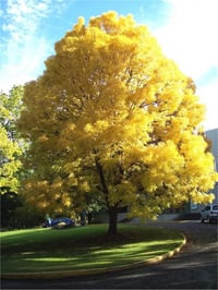 Fraxinus excelsior Avrupa dişbudak fidanı