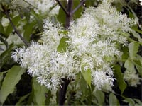 Fraxinus ornus Çiçekli dişbudak fidanı