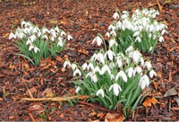 Galanthus nivalis Kardelen Çiçeği Soğanı