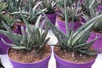 Gasteria Sığır Dili fidesi