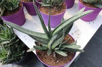 Gasteria Sığır Dili fidesi